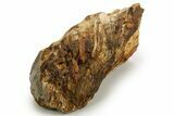 Triassic-Age Petrified Wood Log - Madagascar #378886-2